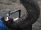 O Animal que Esconde a Semente da Abóbora