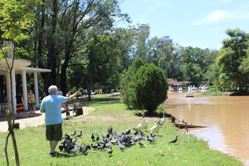 Alimentando as aves